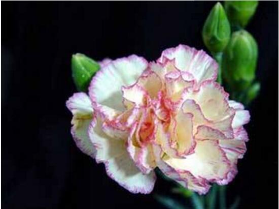 康乃馨什么時候開花，康乃馨的花期多長