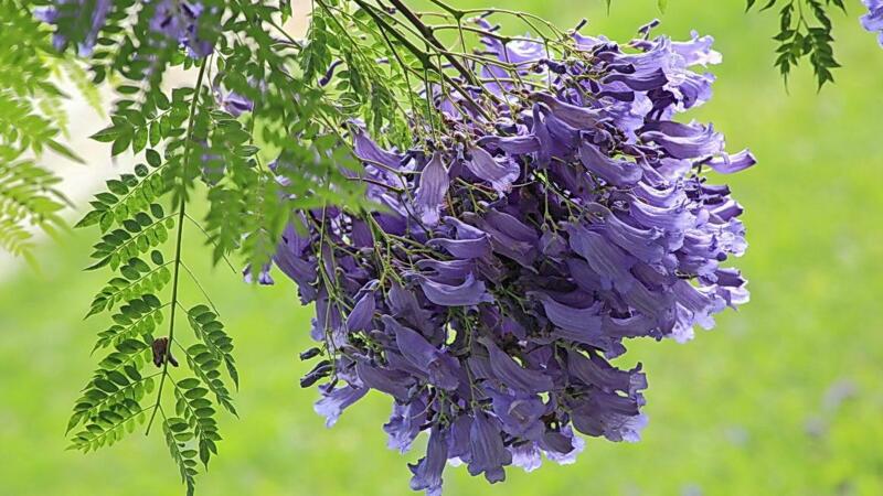 藍(lán)花楹花語