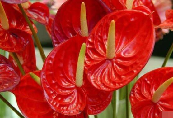 紅掌有毒嗎，紅掌適合在室內(nèi)養(yǎng)嗎