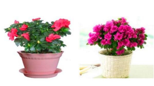 新買的杜鵑花怎么養(yǎng)，分三個階段養(yǎng)護(hù)