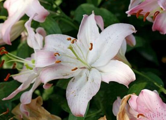 百合花有毒嗎，百合花放在臥室好嗎/影響睡眠