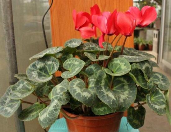 仙客來(lái)開花后怎么養(yǎng)，仙客來(lái)花的養(yǎng)護(hù)技巧
