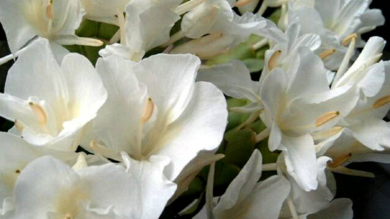 杜若花的花語(yǔ)