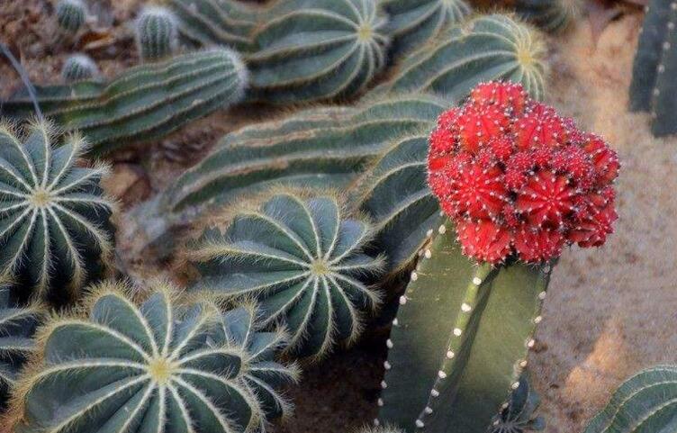 仙人掌花開多久，品種不同花期不同（稀有品種不開花）