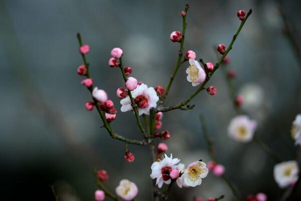 梅花盆景養(yǎng)護(hù)要點(diǎn)，牢記以下5點(diǎn)