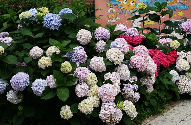 繡球花的養(yǎng)殖方法和注意事項(xiàng)，溫度控制在18-28℃之間最為合適