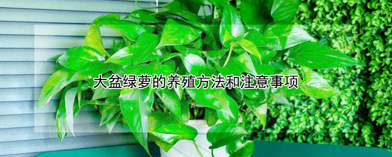 大盆綠蘿的養(yǎng)殖方法和注意事項