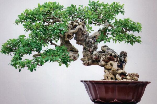 榕樹盆景有什么作用，觀賞、藥用以及風水三個方面