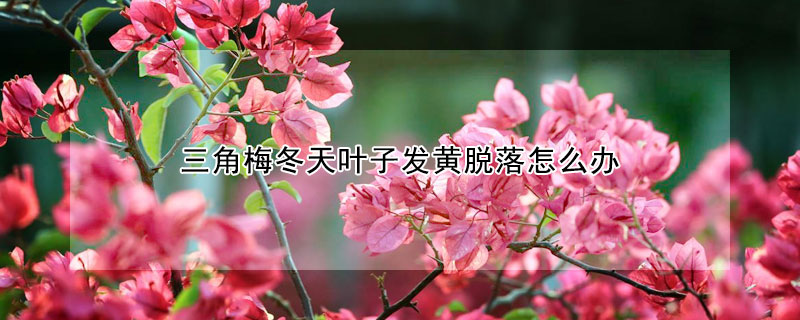 三角梅冬天葉子發(fā)黃脫落怎么辦
