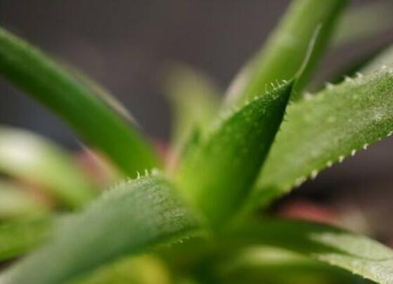 蘆薈根部腐爛怎么救活，做好這三點(diǎn)恢復(fù)一盆碧綠蘆薈