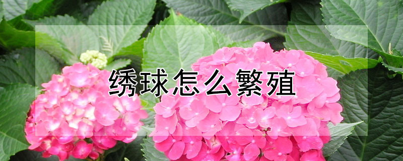 繡球怎么繁殖