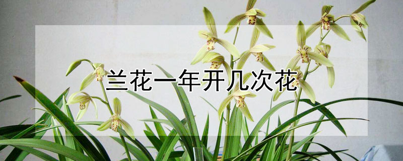 蘭花一年開(kāi)幾次花
