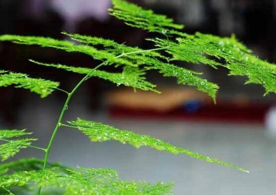 家里養(yǎng)文竹有什么好處，凈化空氣、陶冶情操、點綴家居