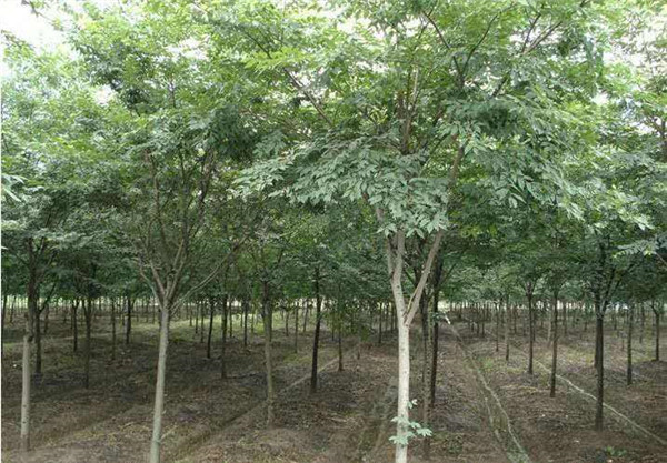 櫸樹(shù)介紹