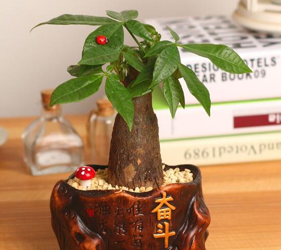發(fā)財(cái)樹(shù)的品種有哪些，發(fā)財(cái)樹(shù)圖片品種大全