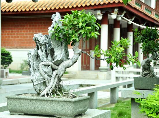 榕樹(shù)繁殖方法大全，教你四大繁殖方法(扦插/壓條/播種/嫁接)