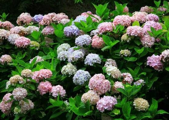 繡球花怎么過冬，教你四點養(yǎng)殖技巧便安然過冬