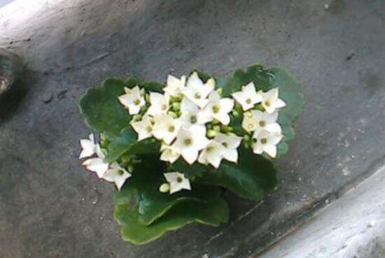 長(zhǎng)壽花白粉病怎么辦，長(zhǎng)壽花白粉病的預(yù)防方法