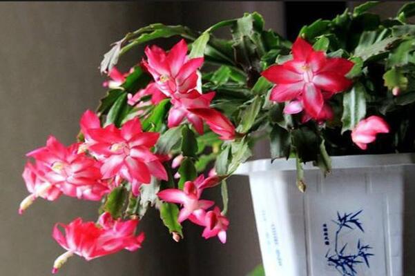 蟹爪蘭開花期間的養(yǎng)護，控制溫度并加強光照