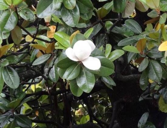 橡皮樹的花語是什么，橡皮樹開花的寓意