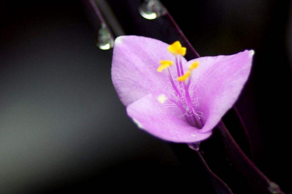 紫羅蘭花語(yǔ)