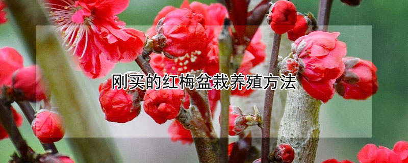 剛買的紅梅盆栽養(yǎng)殖方法