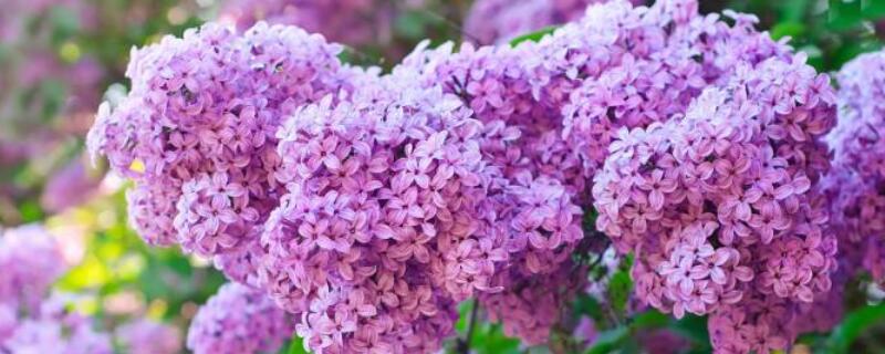 紫丁香花語和寓意