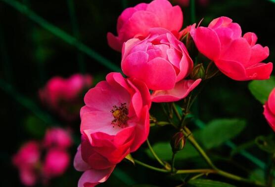 薔薇花什么時(shí)候種植，薔薇花幾月種植