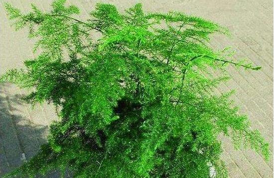 矮文竹怎樣養(yǎng)才能矮壯，五個(gè)小技巧使文竹一直低矮