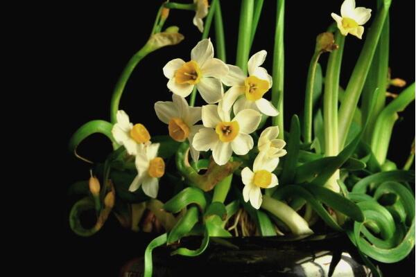 水仙花不開花怎么辦，四種原因以及解決方法