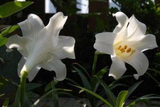 百合花的藥用價(jià)值，百合花的功效與作用