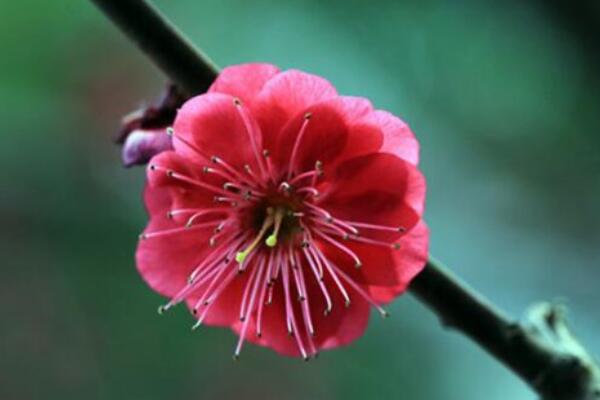 松紅梅的花語(yǔ)