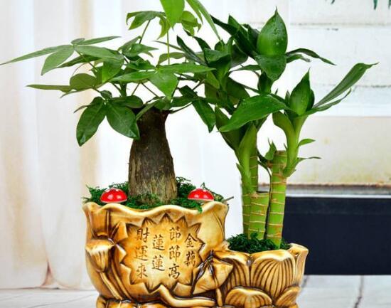 養(yǎng)發(fā)財(cái)樹(shù)有什么好處,發(fā)財(cái)樹(shù)的功效與作用