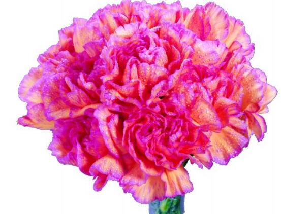 康乃馨一年開幾次花，一年只開一次花