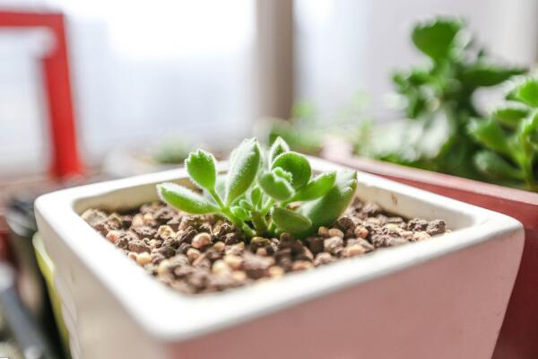 熊童子夏季種的怎么服盆，5步可讓植株迅速服盆