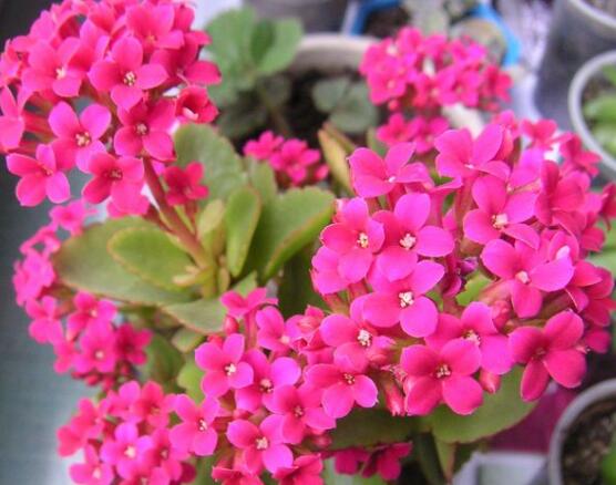 長壽花夏天怎么養(yǎng)，做好這五大要點可安然過夏
