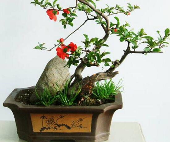 如何制作茶花盆景，茶花盆景圖片大全