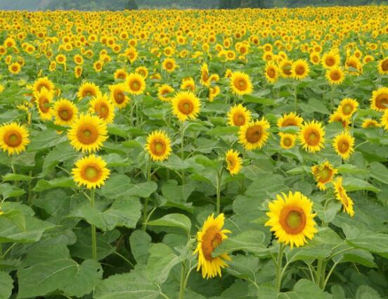 向日葵代表什么意思，代表著太陽、沉默的愛(不同朵數(shù)不同意義)