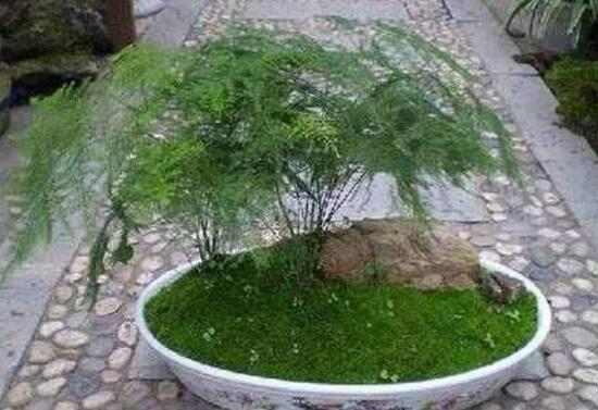 文竹花盆里有小白蟲子怎么辦，噴殺蟲劑清除害蟲