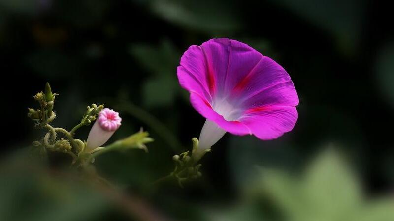 喇叭花花語