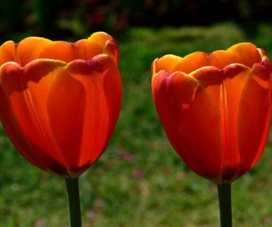郁金香開(kāi)花時(shí)間，3-5月每天清晨七點(diǎn)開(kāi)花