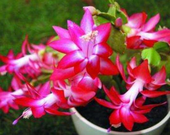 蟹爪蘭不開花怎么辦，做好六個(gè)要點(diǎn)花開爆盆