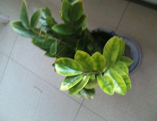 金錢樹開花預(yù)示著什么，金錢樹開花預(yù)示著好運(yùn)不斷