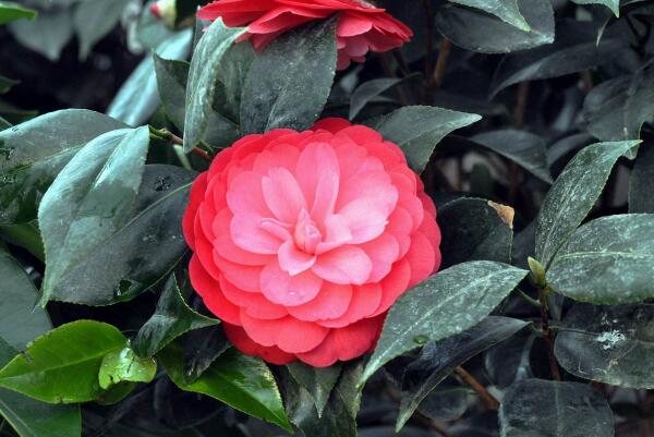 山茶花的養(yǎng)殖方法，具體方法和注意事項(xiàng)
