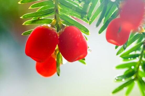 紅豆杉干枯后急救方法，教你四種方法輕松解決