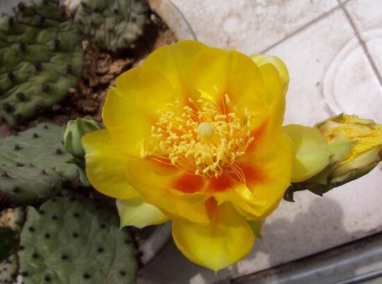 仙人掌會(huì)開(kāi)花嗎，仙人掌什么時(shí)候開(kāi)花