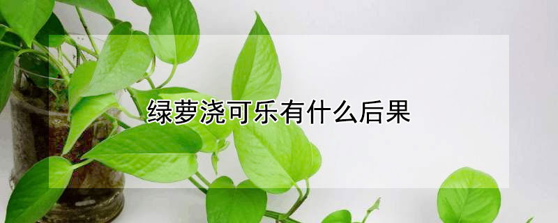 綠蘿澆可樂(lè)有什么后果
