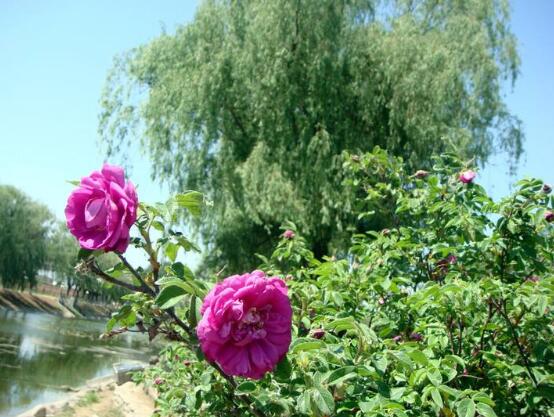 紫色薔薇花圖片，紫色薔薇花代表禁錮的愛情
