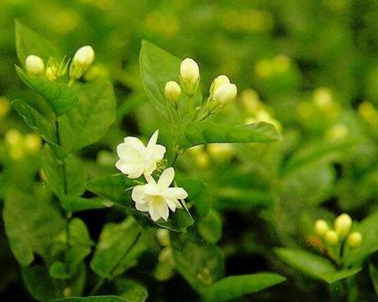 茉莉花什么時候開花，茉莉花一年可開三次花