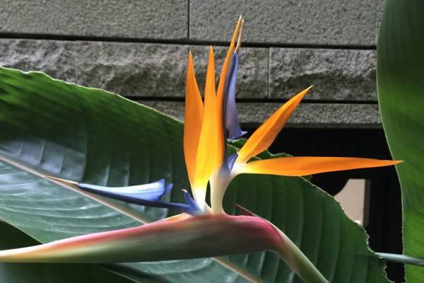 天堂鳥(niǎo)花語(yǔ)